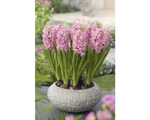 Hyazinthe FloraSelf Hyacinthus Orientalis 'Pink Pearl' Ø 12 Cm Topf 3 Hyazinthe FloraSelf Hyacinthus Orientalis 'Pink Pearl' Ø 12 Cm Topf