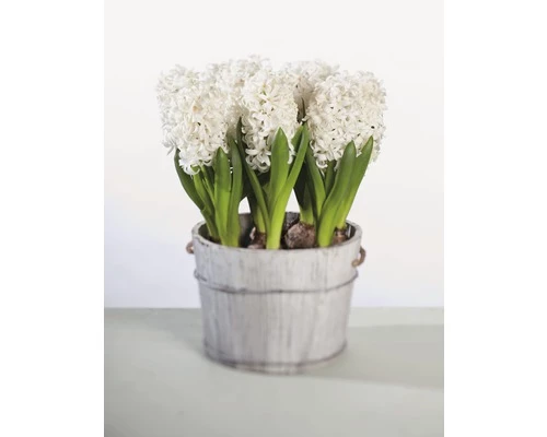 Hyazinthe FloraSelf Hyacinthus Orientalis 'White Pearl' Ø 12 Cm Topf 3 Hyazinthe FloraSelf Hyacinthus Orientalis 'White Pearl' Ø 12 Cm Topf