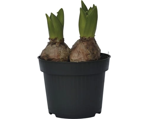 Hyazinthe FloraSelf Hyacinthus Orientalis 'White Pearl' Ø 12 Cm Topf 4 Hyazinthe FloraSelf Hyacinthus Orientalis 'White Pearl' Ø 12 Cm Topf – Bild 2