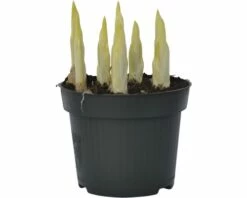 Netzbaltt-Iris FloraSelf Iris Retuculata 'Katharina Hotchkin' Ø 12 Cm Topf -Hornbach Gartenmarkt DV 8 8875863 03 4c DE 20160921132621