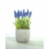 Traubenhyazinthe FloraSelf Muscari Botryoides 'Armeniacum' Ø 12 Cm Topf -Hornbach Gartenmarkt DV 8 8875864 02 4c DE 20170309111852