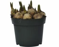 Traubenhyazinthe FloraSelf Muscari Botryoides 'Armeniacum' Ø 12 Cm Topf -Hornbach Gartenmarkt DV 8 8875864 03 4c DE 20181213171755