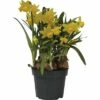 Narzisse, Osterglocke FloraSelf Narcissus Pseudonarcissus 'Tete A Tete' Ø 12 Cm Topf -Hornbach Gartenmarkt DV 8 8875867 01 4c DE 20181214094653