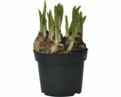 Narzisse, Osterglocke FloraSelf Narcissus Pseudonarcissus 'Tete A Tete' Ø 12 Cm Topf -Hornbach Gartenmarkt DV 8 8875867 02 4c DE 20181214094653