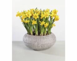 Narzisse, Osterglocke FloraSelf Narcissus Pseudonarcissus 'Tete A Tete' Ø 12 Cm Topf -Hornbach Gartenmarkt DV 8 8875867 03 4c DE 20181214094653