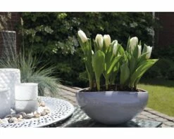 Tulpe FloraSelf Tulipa X Hybride 'Calgary' Ø 12 Cm Topf -Hornbach Gartenmarkt DV 8 8875868 04 4c DE 20170309111852