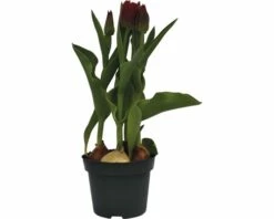 Tulpe FloraSelf Tulipa X Hybride 'Movie Star' Ø 12 Cm Topf -Hornbach Gartenmarkt DV 8 8875870 02 4c DE 20170309111832