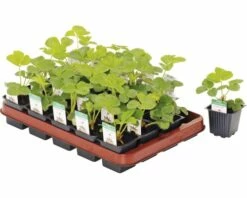 Erdbeere FloraSelf Fragaria X Ananassa 'Ananas' Ø 7 Cm Topf