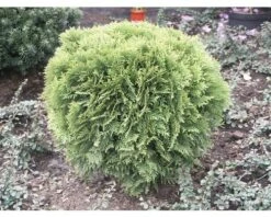 Kugel-Lebensbaum FloraSelf Thuja Occidentalis 'Danica' H 30-40 Cm Co 8 L -Hornbach Gartenmarkt DV 8 8901933 02 4c DE 20200311073302