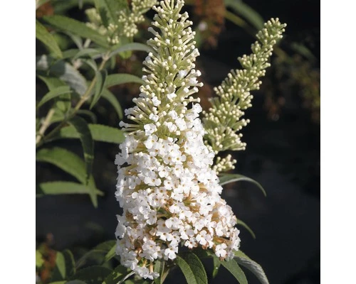 Sommerflieder, Schmetterlingsflieder FloraSelf Buddleja Davidii H 60-80 Cm Co 3 L Weiß 3 Sommerflieder, Schmetterlingsflieder FloraSelf Buddleja Davidii H 60-80 Cm Co 3 L Weiß