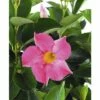 Trichterblüte FloraSelf Dipladenia Mandevilla 'Summer Bell' Ø 10,5 Cm Topf -Hornbach Gartenmarkt DV 8 8902484 01 4c DE 20180307124833