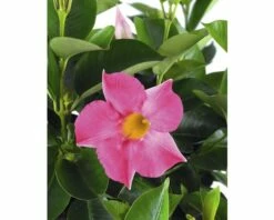 Trichterblüte FloraSelf Dipladenia Mandevilla 'Summer Bell' Ø 10,5 Cm Topf
