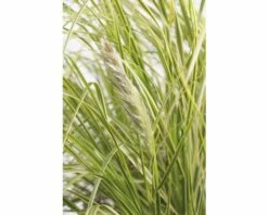FloraSelf Gelblaubiges Pampasgras Cortaderia 'Golden Fantasy' H 30-100 Cm Co 6 L