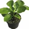 Funkie FloraSelf Hosta-Cultivars Co 3 L Blau Versch. Sorten 1 Funkie FloraSelf Hosta-Cultivars Co 3 L Blau Versch. Sorten -Hornbach Gartenmarkt DV 8 8902766 01 4c DE 20180724210216