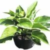 Funkie FloraSelf Hosta-Cultivars Co 3 L Weißbunt Versch. Sorten -Hornbach Gartenmarkt DV 8 8902767 01 4c DE 20180724205725