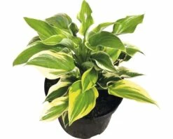Funkie FloraSelf Hosta-Cultivars Co 3 L Gelbbunt Versch. Sorten