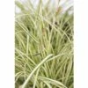 Gelbgrüne Garten-Segge FloraSelf Carex Oshimensis 'Evergold' H 5-30 Cm Co 0,5 L -Hornbach Gartenmarkt DV 8 8902769 01 4c DE 20200212144751