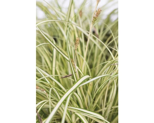 Gelbgrüne Garten-Segge FloraSelf Carex Oshimensis 'Evergold' H 5-30 Cm Co 0,5 L 3 Gelbgrüne Garten-Segge FloraSelf Carex Oshimensis 'Evergold' H 5-30 Cm Co 0,5 L