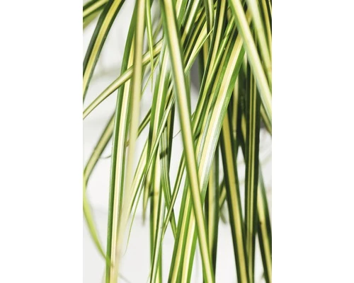 Gelbgrüne Garten-Segge FloraSelf Carex Oshimensis 'Evergold' H 5-30 Cm Co 0,5 L 4 Gelbgrüne Garten-Segge FloraSelf Carex Oshimensis 'Evergold' H 5-30 Cm Co 0,5 L – Bild 2