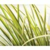 Gelbbunter Zwergkalmus FloraSelf Acorus Gramineus 'Ogon' H 10-30 Cm Co 3 L -Hornbach Gartenmarkt DV 8 8902770 02 4c DE 20210202141750