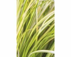 Gelbbunter Zwergkalmus FloraSelf Acorus Gramineus 'Ogon' H 10-30 Cm Co 3 L 7 Gelbbunter Zwergkalmus FloraSelf Acorus Gramineus 'Ogon' H 10-30 Cm Co 3 L -Hornbach Gartenmarkt DV 8 8902770 03 4c DE 20210202141750