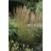 Reitgras FloraSelf Calamagrostis X Acutiflora 'Karl Foerster' H 20- 80 Cm Co 6 L -Hornbach Gartenmarkt DV 8 8902771 02 4c DE 20210111094657