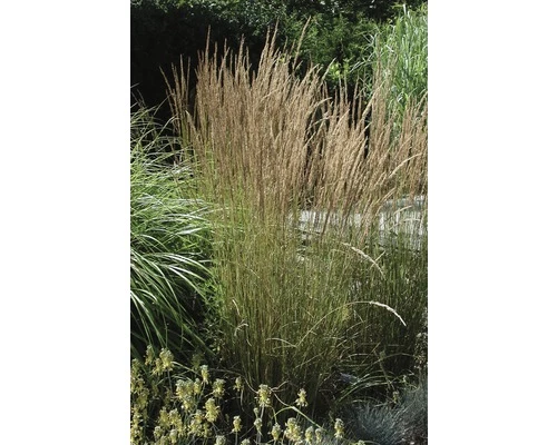 Reitgras FloraSelf Calamagrostis X Acutiflora 'Karl Foerster' H 20- 80 Cm Co 6 L 3 Reitgras FloraSelf Calamagrostis X Acutiflora 'Karl Foerster' H 20- 80 Cm Co 6 L