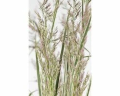 Reitgras FloraSelf Calamagrostis X Acutiflora 'Overdam' Co 6 L -Hornbach Gartenmarkt DV 8 8902772 01 4c DE 20210111091757