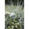 Reitgras FloraSelf Calamagrostis X Acutiflora 'Overdam' Co 6 L -Hornbach Gartenmarkt DV 8 8902772 02 4c DE 20210111094657