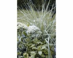 Reitgras FloraSelf Calamagrostis X Acutiflora 'Overdam' Co 3 L -Hornbach Gartenmarkt DV 8 8902772 02 4c DE 20210111094657 2