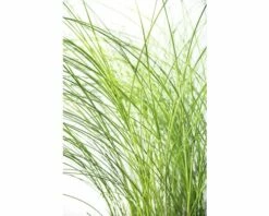 Feinhalm Chinaschilf FloraSelf Miscanthus Sinensis 'Gracillimus' H 10-100 Cm Co 3 L -Hornbach Gartenmarkt DV 8 8902778 02 4c DE 20210113094659