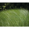 Feinhalm Chinaschilf FloraSelf Miscanthus Sinensis 'Gracillimus' H 10-100 Cm Co 3 L -Hornbach Gartenmarkt DV 8 8902778 03 4c DE 20220302152335