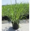 Riesen-Chinaschilf FloraSelf Miscanthus Giganteus H 20-80 Cm T 14 Cm -Hornbach Gartenmarkt DV 8 8902792 01 4c DE 20210823141656