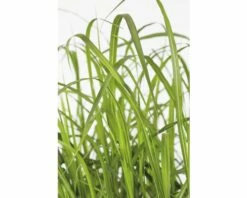 Riesen-Chinaschilf FloraSelf Miscanthus Giganteus H 20-120 Cm Co 3 L -Hornbach Gartenmarkt DV 8 8902792 02 4c DE 20210823141656 1