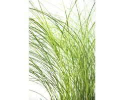 Feinhalm Chinaschilf FloraSelf Miscanthus Sinensis 'Gracillimus' H 20-100 Cm Co 6 L 7 Feinhalm Chinaschilf FloraSelf Miscanthus Sinensis 'Gracillimus' H 20-100 Cm Co 6 L -Hornbach Gartenmarkt DV 8 8902793 02 4c DE 20200527164754