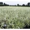 Buntblättriges Pfahlrohr FloraSelf Arundo Donax 'Variegata' H 30-100 Cm Co 3 L -Hornbach Gartenmarkt DV 8 8902798 01 4c DE 20220607081654