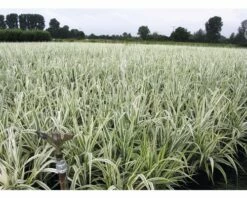 Buntblättriges Pfahlrohr FloraSelf Arundo Donax 'Variegata' H 30-100 Cm Co 3 L