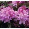 Wild-Rhododendron FloraSelf Rhododendron Ponticum 'Graziella' H 25-30 Cm Co 5 L