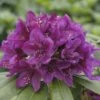 Großblumige Alpenrose FloraSelf Rhododendron Hybride Dunkellila H 30-40 Cm