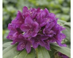 Großblumige Alpenrose FloraSelf Rhododendron Hybride Dunkellila H 30-40 Cm
