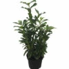 Säulen-Kirschlorbeer ‘Genolia’ FloraSelf Prunus Laurocerasus 'Genolia' H 100-125 Cm ClickCo -Hornbach Gartenmarkt DV 8 8903017 02 4c DE 20220915131659
