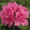 Japanische Azalee FloraSelf Rhododendron Obtusum H 20-30 Cm Co 2 L Rosa -Hornbach Gartenmarkt DV 8 8903018 01 4c DE 20151026140459