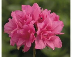 Japanische Azalee FloraSelf Rhododendron Obtusum H 20-30 Cm Co 2 L Rosa