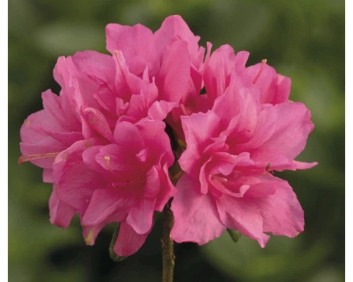 Japanische Azalee FloraSelf Rhododendron Obtusum H 20-30 Cm Co 2 L Rosa 3 Japanische Azalee FloraSelf Rhododendron Obtusum H 20-30 Cm Co 2 L Rosa
