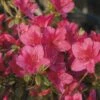 Japanische Azalee FloraSelf Rhododendron Obtusum H 20-30 Cm Co 2 L Rot -Hornbach Gartenmarkt DV 8 8903019 02 4c DE 20201006104757