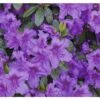 Japanische Azalee FloraSelf Rhododendron Obtusum H 20-30 Cm Co 2 L Lila