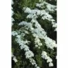 Brautspiere, Schneespiere FloraSelf Spiraea Arguta H 80-100 Cm Co 10 L -Hornbach Gartenmarkt DV 8 8903278 01 4c DE 20171213114005