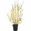 Goldglöckchen, Forsythie FloraSelf Forsythia Intermedia 'Goldrausch' H 80-100 Cm Co 10 L -Hornbach Gartenmarkt DV 8 8903281 02 4c DE 20150521092753