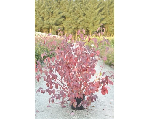 Rotholziger Hartriegel FloraSelf Cornus Alba 'Sibirica' H 100-125 Cm Co 15 L 3 Rotholziger Hartriegel FloraSelf Cornus Alba 'Sibirica' H 100-125 Cm Co 15 L