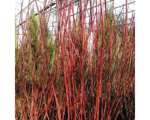 Rotholziger Hartriegel FloraSelf Cornus Alba 'Sibirica' H 100-125 Cm Co 15 L 4 Rotholziger Hartriegel FloraSelf Cornus Alba 'Sibirica' H 100-125 Cm Co 15 L – Bild 2